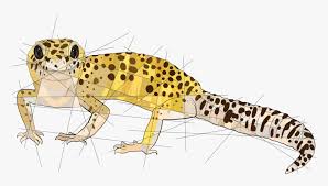 The most common gecko drawings material is paper. Poppy For Shinyx2 Redbubble Society6 Leopard Gecko Drawing Cute Easy Hd Png Download Kindpng