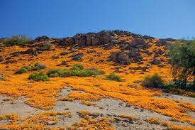 Image result for Dimorphotheca cuneata