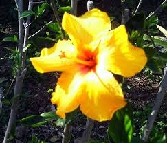 Image result for Hibiscus panduriformis