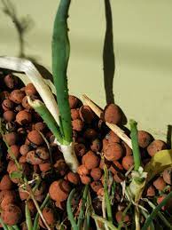 How To Control Onion Aphids In Aquaponics Gardening Landscaping Stack Exchange