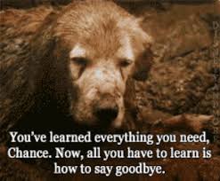 Community Post 15 Invaluable Life Lessons We Learned From 90s Pop Culture Homeward Bound Movie Good Movies When To Let Go
