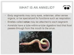 Annelids Annelids What Is An Annelid What Is