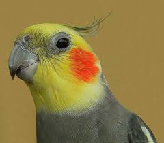 Cockatiel Yellow Bird With Red Cheeks Coco The Cockatiel Cockatiel Pet Birds Pretty Birds