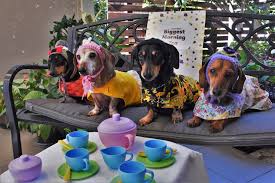 There will be a trading table, a raffle to be drawn during the morning, all funds received will go towards reducing the impact of cancer in s.a. Port Macquarie Dachshund Group Are Putting Their Paws Together For Australia S Biggest Morning Tea On May 27 Port Macquarie News Port Macquarie Nsw
