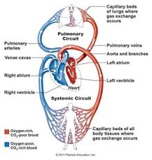 Hudson Isd Hudson Middle School Respiratory And Circulatory Systems