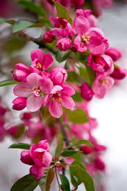 картинка я люблю свою работу я приду сюда в субботу Crabapple Blossoms By Nicole Heaton On 500px Beautiful Flowers Beautiful Pink Flowers Pretty Flowers