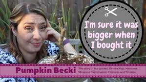 chinese holly bonsai tree care