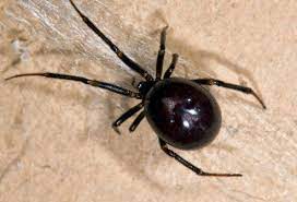 How long does it take for spider bites to heal? Spider Bites Pictures To Identify Spiders And Their Bites