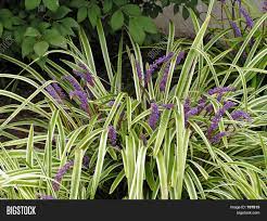Variegated ground cover with purple flowers. Ornamental Ground Image Photo Free Trial Bigstock