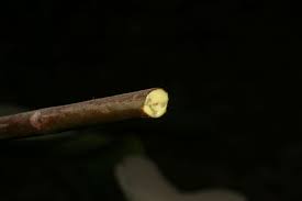 Image result for Pentadesma