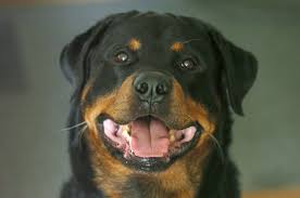 We have been around a long time and it shows in our dogs. Rottweiler Facts To Know And Love Labrottie Com