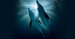 Tickets Clearwater Marine Aquarium Marine Aquarium Dolphin Tale