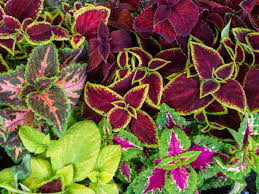 Image result for Coleus defoliatus