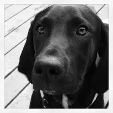Black And White Hound Mix Dog Pin By Lisa Sampson On Doggies 3 Treeing Walker Coonhound Rescue Puppies Coonhound