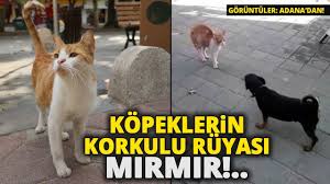 Mirmir I Goren Kopekler Yolunu Degistiriyor Youtube