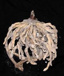 Image result for Cryptostephanus