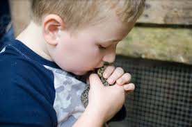 Homesteading for Health: How Country Life Can Heal