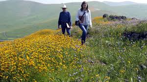 April and may will be cooler than normal, with rainfall below normal in the north and above normal in the south. California Wildflowers And Native Gardens