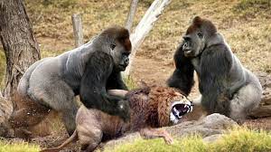 Live Wild Discovery Animals Most Amazing Moments Of Wild Animal Fight Discovery Animal Animals Wild Funny Animals