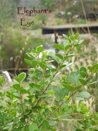 Image result for Searsia refracta