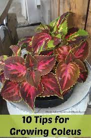 10 Tips For Growing Coleus Sunny Or Shady You Want Your Garden To Be Full Of Vibrant Colors And Coleus Plants Deliver That Impact Coleus Is One Of Those Pla Container