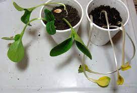 Pin On Gardening