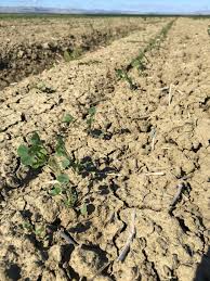 The alfalfa was valued at $406 million, approximately $161 per ton. One Of The Most Difficult Crops To Establish Is Alfalfa Grown For Seed First The Seed Is Tiny And Does Not Have Enough E How To Dry Basil Alfalfa Irrigation