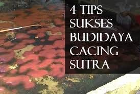 Ternak dan cara budidaya cacing sutra. 4 Tips Sukses Budidaya Cacing Sutra Secara Modern Beternakdirumah