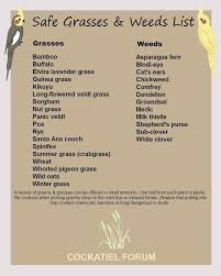 Bird Doesn T Care About Being Eaten Safe Weeds Grasses Cockatiel Care Parrot Parrot Diet