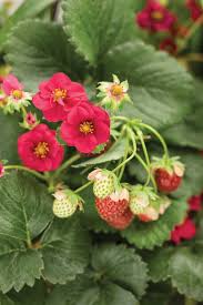 Like any drink with strawberries and/or basil, this libation is one for the warmer months, when fruit is ripe and basil is. Berried Treasure Red Strawberry Fragaria Ananassa Proven Winners