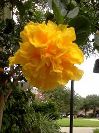 Brighten up any space with fresh blooms fit for summer. Texas Yellow Gardenia Beautiful Flowers Beautiful Flowers Garden Unusual Flowers