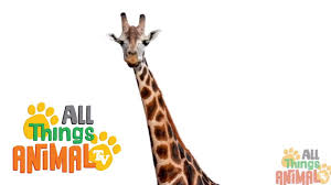Giraffe Animal Videos For Children And Kids Preschool Kindergarten Animal Tv Animals For Kids Giraffe