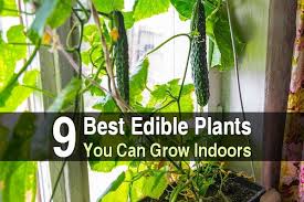 If you are a new to indoor vegetable gardening, then read on, because this guide will help you grow the best vegetables, right from your own countertops, windowsills, sun decks and fabric pots!. 9 Best Edible Plants You Can Grow Indoors Urban Survival Site
