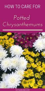 Give them plenty of water after planting. Potted Mums Are A Fall Staple Learn How To Care For Them So They Can Look Beautiful Throughout The Season T Potted Mums Chrysanthemum Care Flower Garden Care