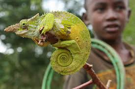 Color Changing Lizards Facts For Kids Wild Life Nature Kinooze