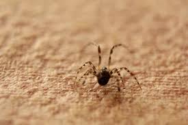Check spelling or type a new query. Baby Male Garden Spider Project Noah