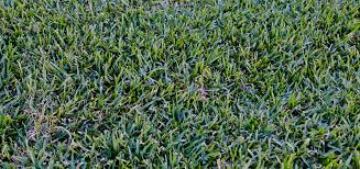 The downside is the installation can be. Lawn Mowing Tips How To Mow Lawn Like A Pro Bunnings New Zealand