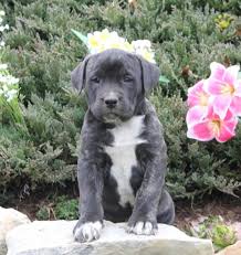 Lancaster puppies advertises puppies for sale in pa, as well as ohio, indiana, new york and other states. Fern English Mastiff Mix Puppy For Sale In New Holland Pa Happy Valentines Day Happyvalentinesday2016i