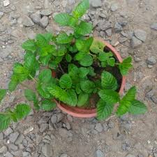 Lihat juga resep es cincau hitam gula merah enak lainnya. Pokok Cincau Hitam Shopee Malaysia