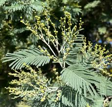 Image result for Acacia dealbata