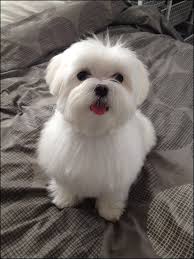 Maltese Short Haircut Maltese Puppy Cute Dogs Puppies