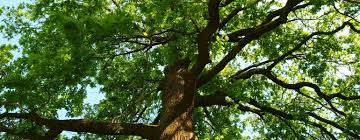 Greeting guests with a warm and welcoming smile. Coeur D Alene Lawn Care Services Pest Control Tree Service