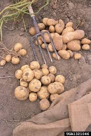 Image result for Solanum tuberosum