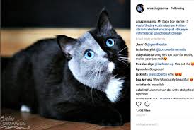 Much of the sequence is shared among humans 3. The Truth About Amazing Narnia The Two Faced Cat Cat Wisdom 101 Everything Feline Since 2011