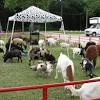 Petting zoos synonyms, petting zoos pronunciation, petting zoos translation, english dictionary definition of petting zoos. 1