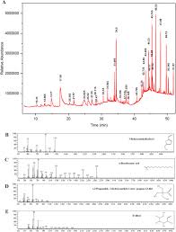 Image result for Multidentia sp. A