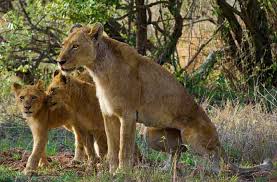 Maybe you would like to learn more about one of these? 30 Lioness Quotes For Fierce Women And Mothers By Kidadl