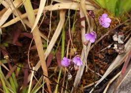 Image result for Lentibulariaceae