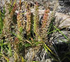 Image result for Triglochin striata