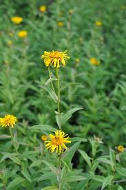 Image result for Pentanema